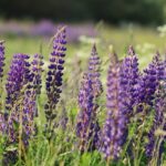 Kaip_efektyviai_sekt